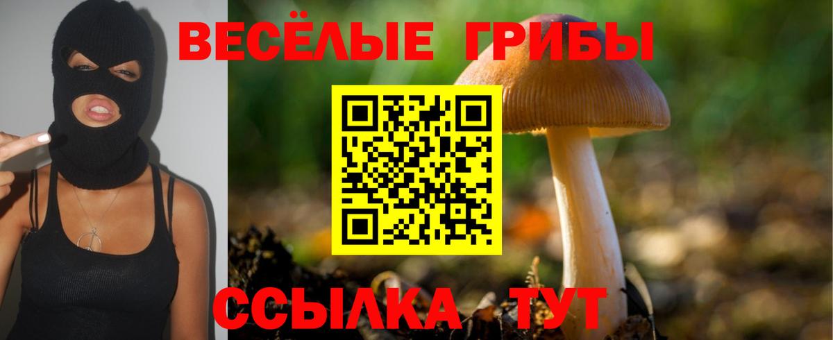 Галлюциногенные грибы Psilocybe Минеральные Воды